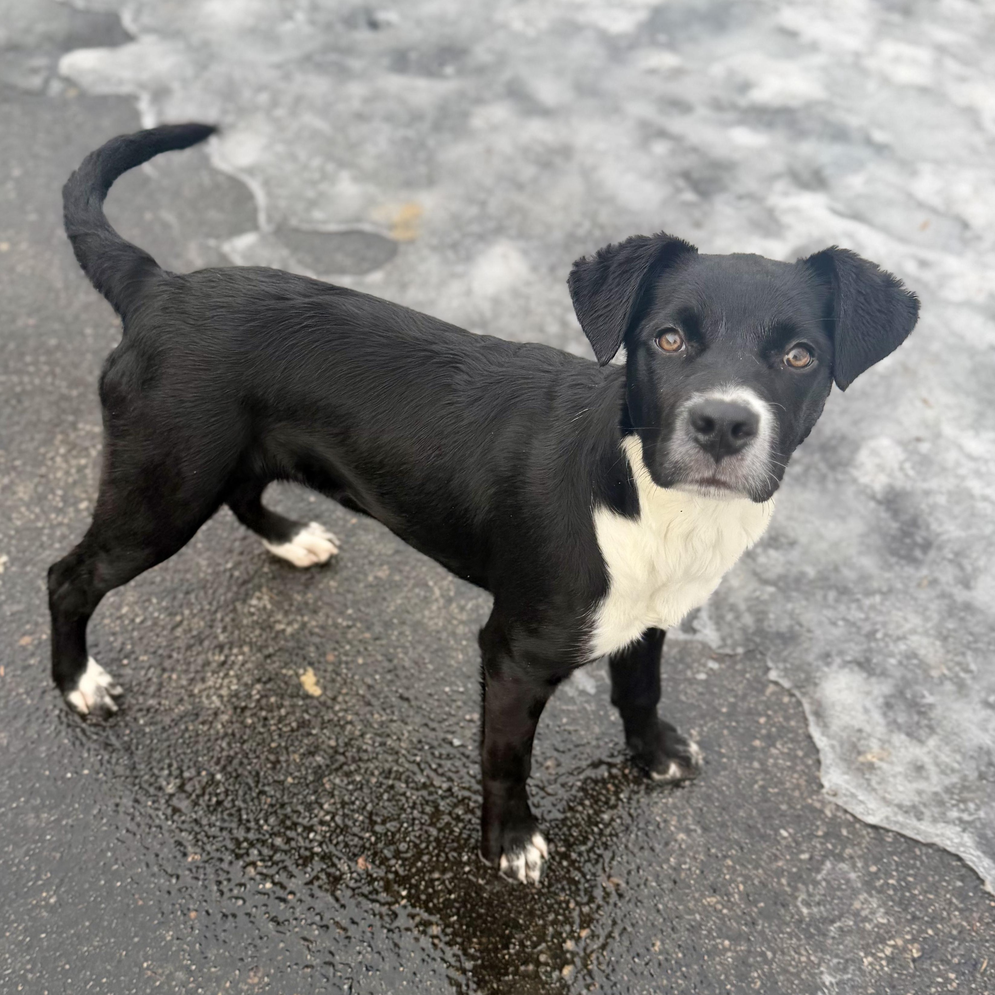 Enlarge HARPER, a Adoptable mixed breed in Cranston, RI image 2/2