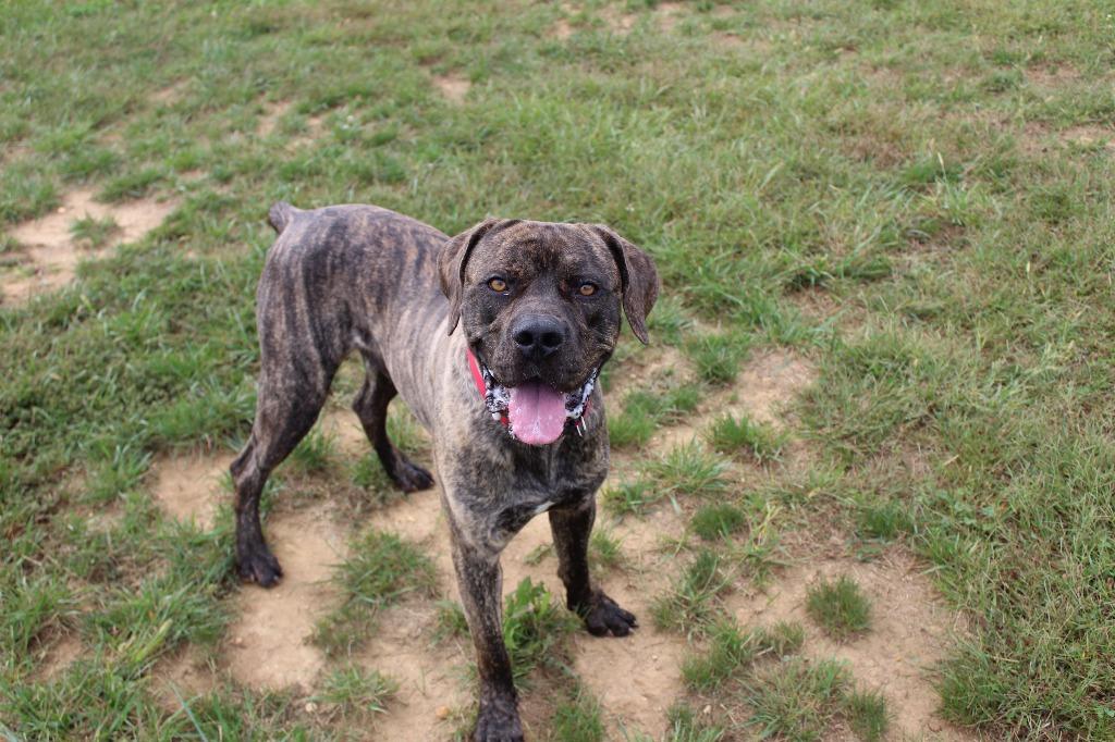 Gadgi, a ADOPTABLE Cane Corso in Chestertown, MD image 2/4