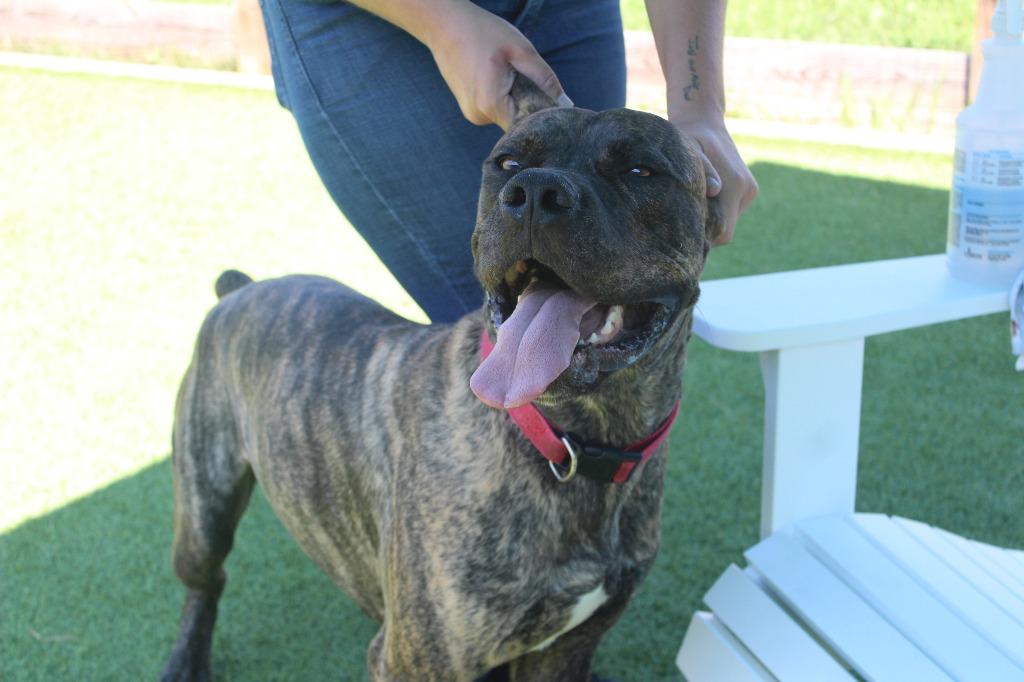 Gadgi, a ADOPTABLE Cane Corso in Chestertown, MD image 4/4