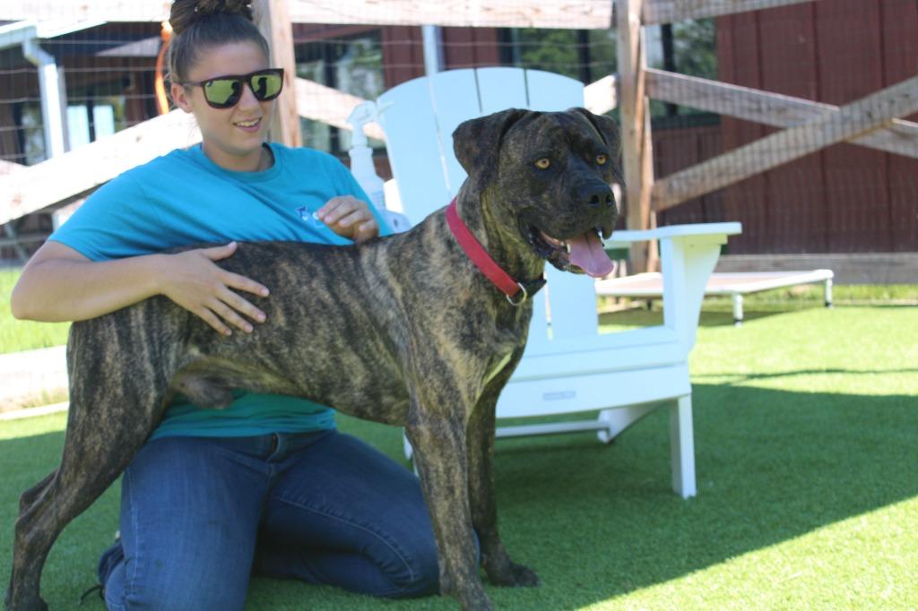 Gadgi, ADOPTABLE, Adult Male Cane Corso.