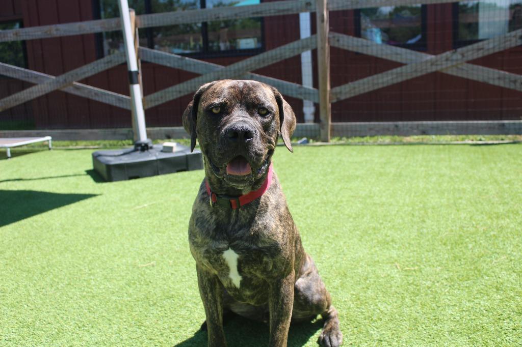 Gadgi, a ADOPTABLE Cane Corso in Chestertown, MD image 3/4