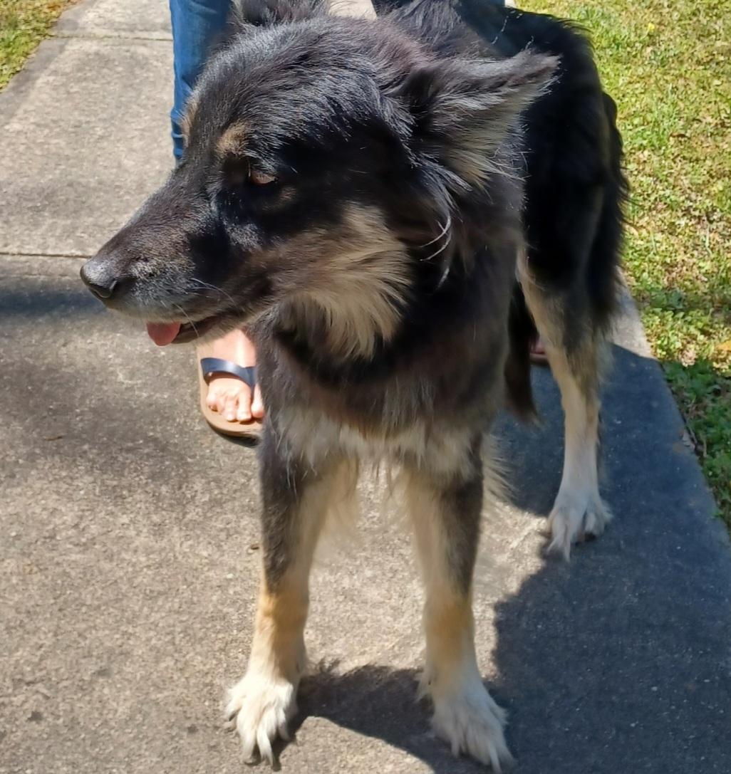 Ridlley, Adopted, Young Female Siberian Husky & German Shepherd Dog.