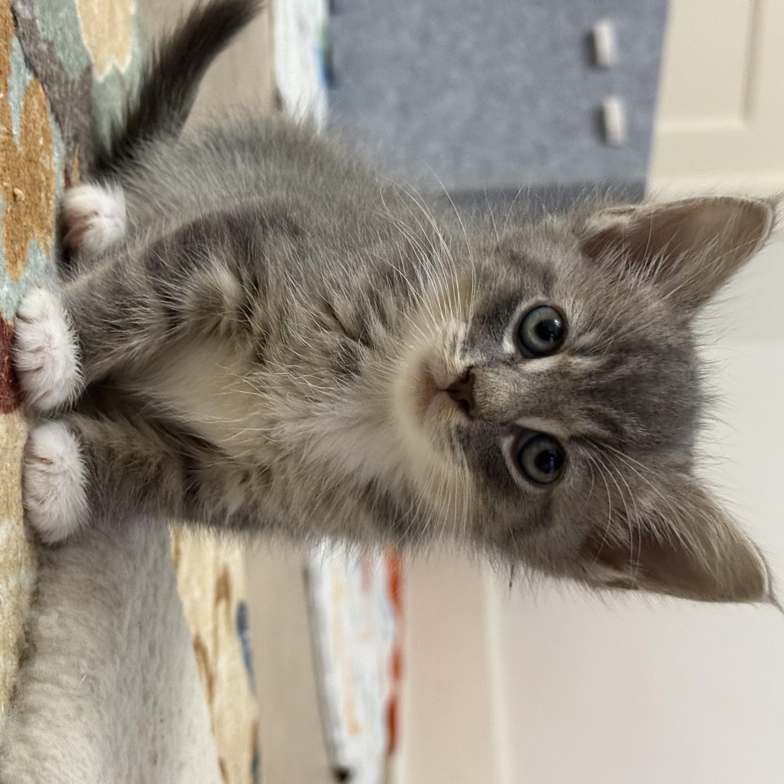 Enlarge Boots, an adopted Domestic Short Hair in Montclair, NJ image 6/6