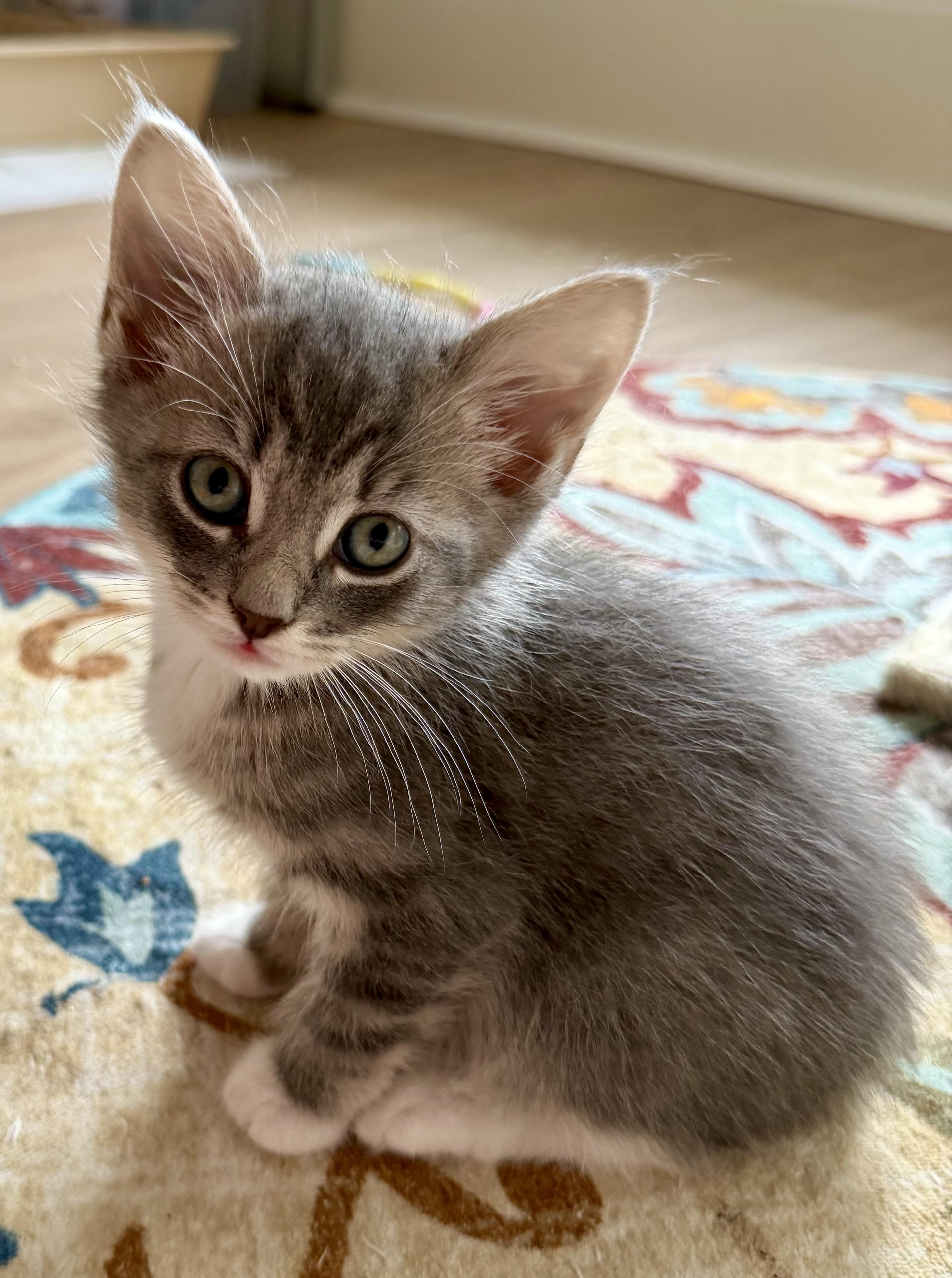 Enlarge Boots, an adopted Domestic Short Hair in Montclair, NJ image 3/6