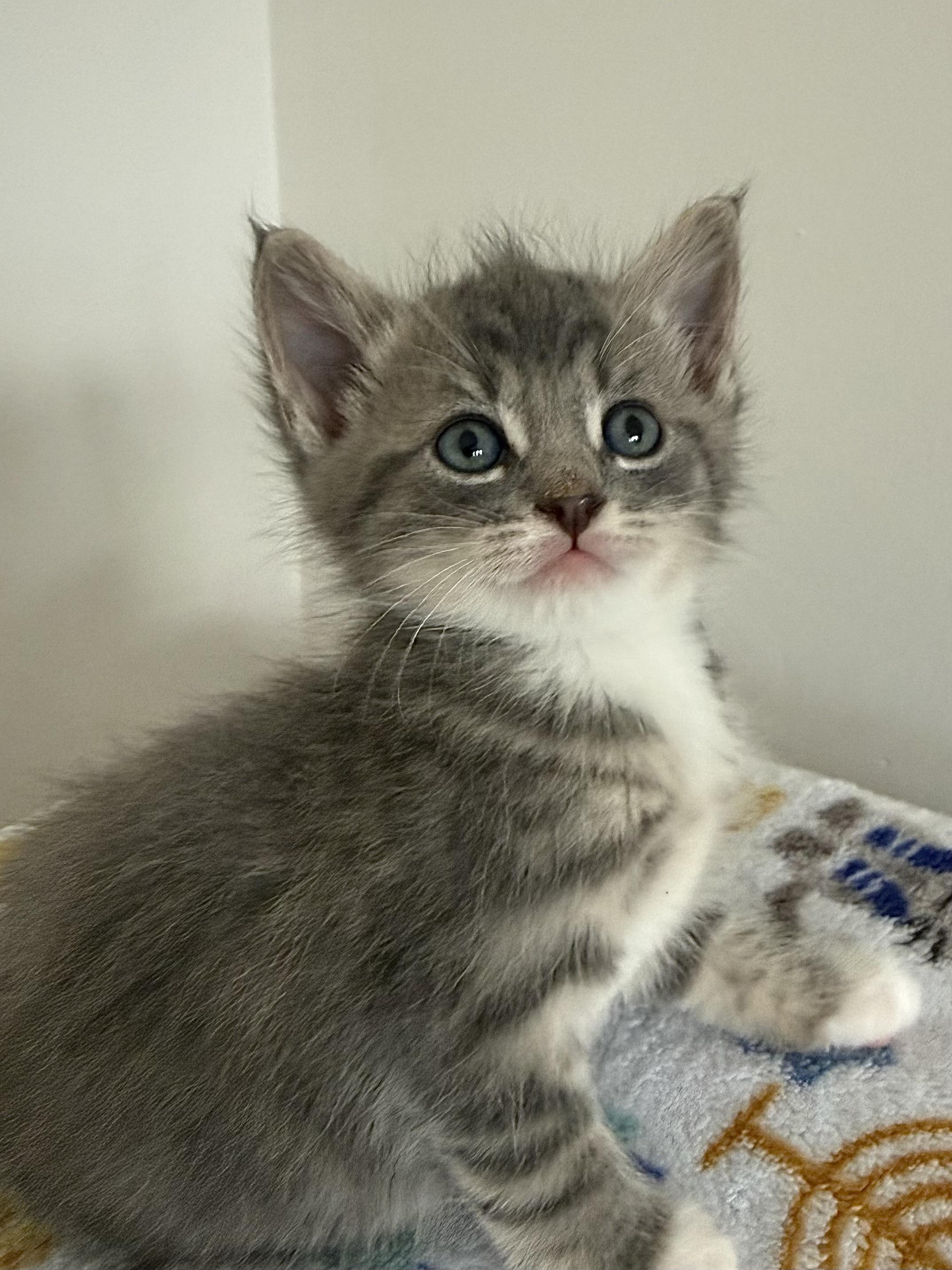 Enlarge Boots, an adopted Domestic Short Hair in Montclair, NJ image 5/6