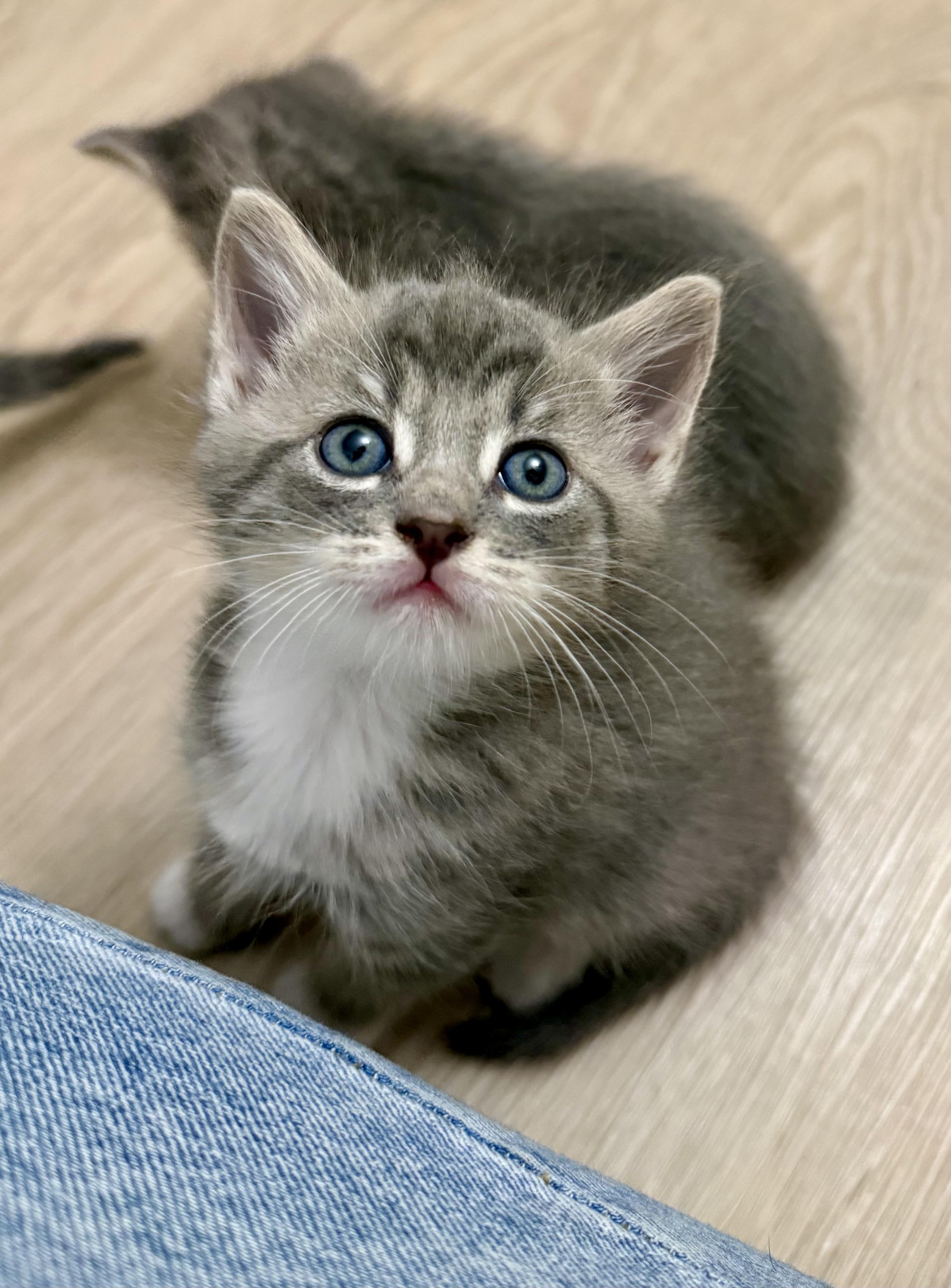 Enlarge Boots, an adopted Domestic Short Hair in Montclair, NJ image 4/6