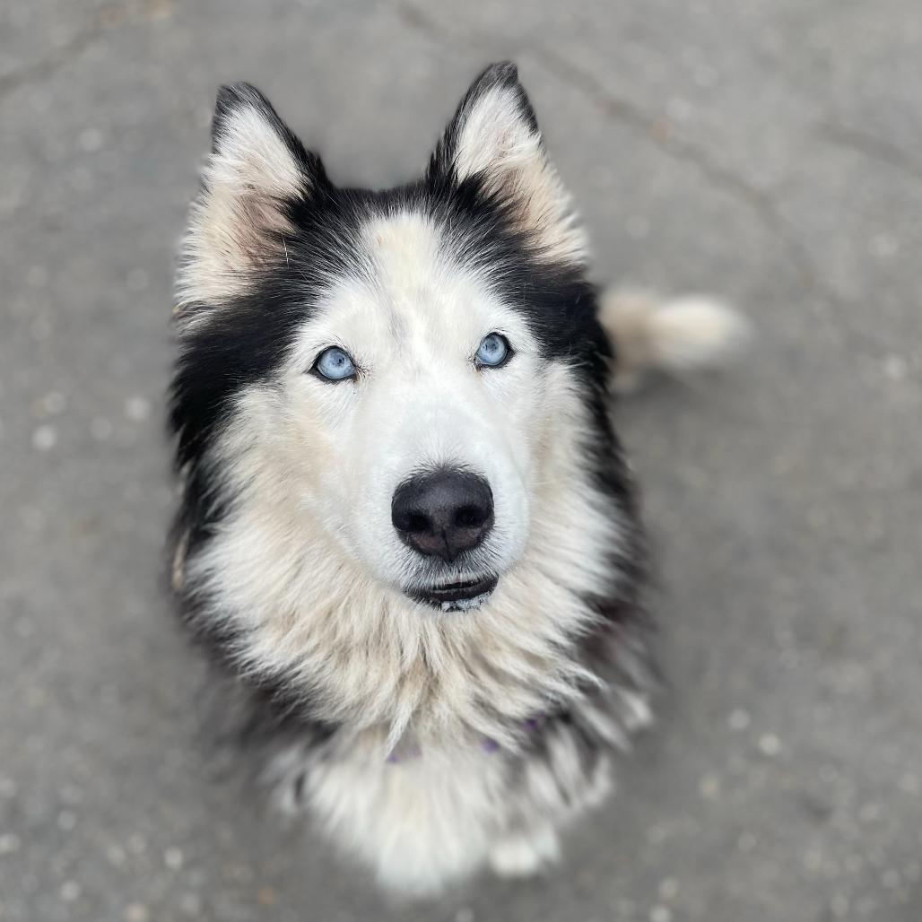 Camilla, Adoptable, Senior Female Husky & Mixed Breed.