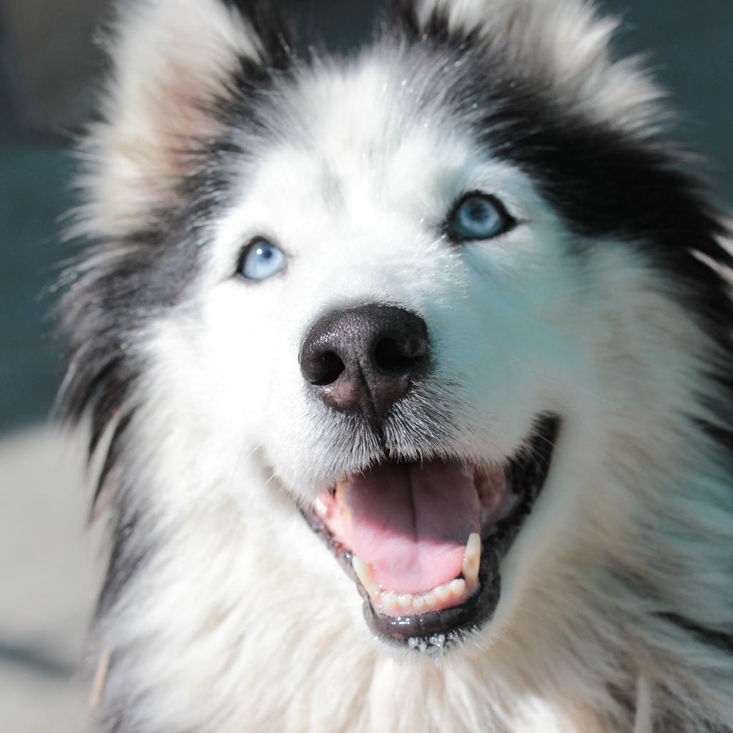 Enlarge Camilla, a Adoptable mixed breed in San Francisco, CA image 2/6