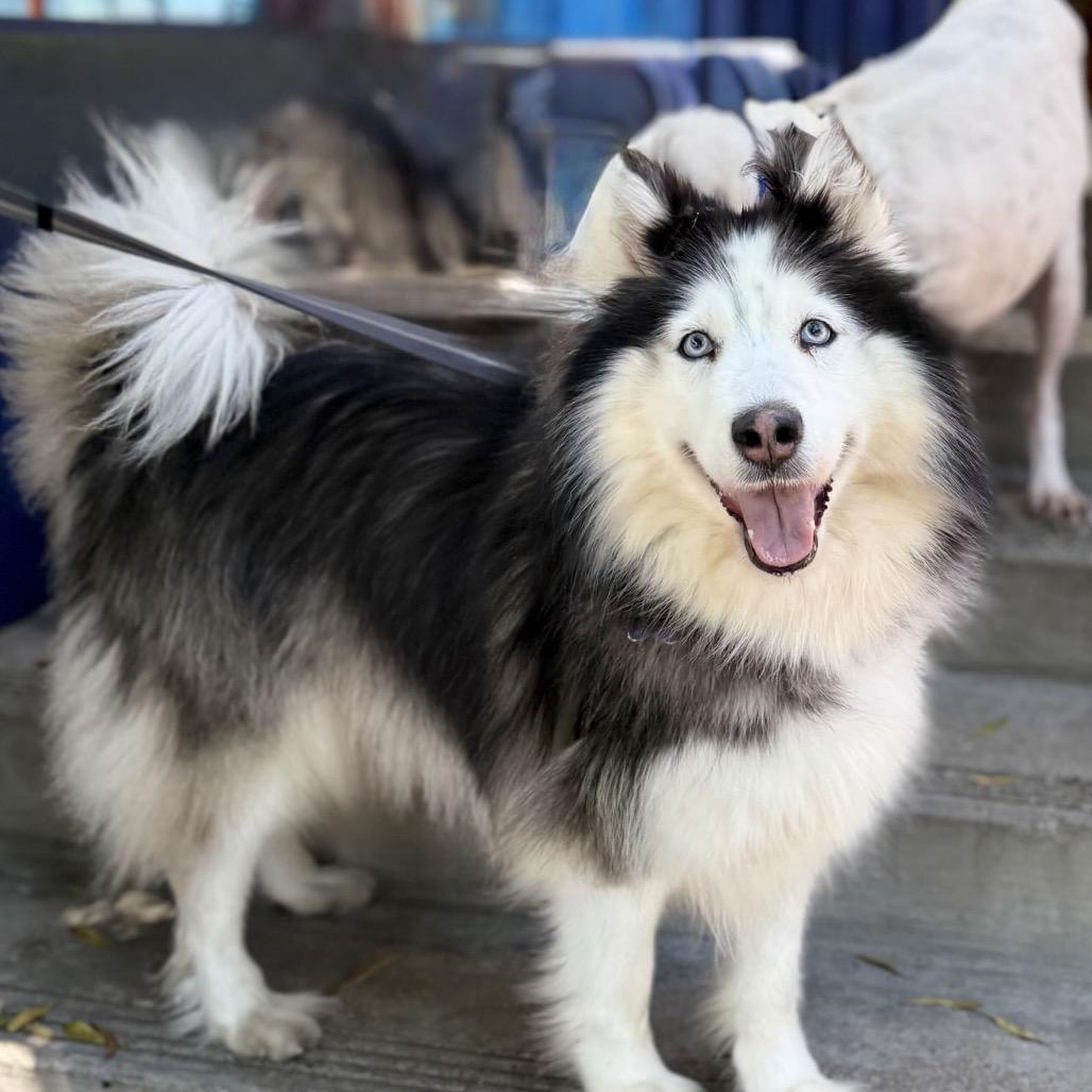 Camilla, a Adoptable mixed breed in San Francisco, CA image 3/6