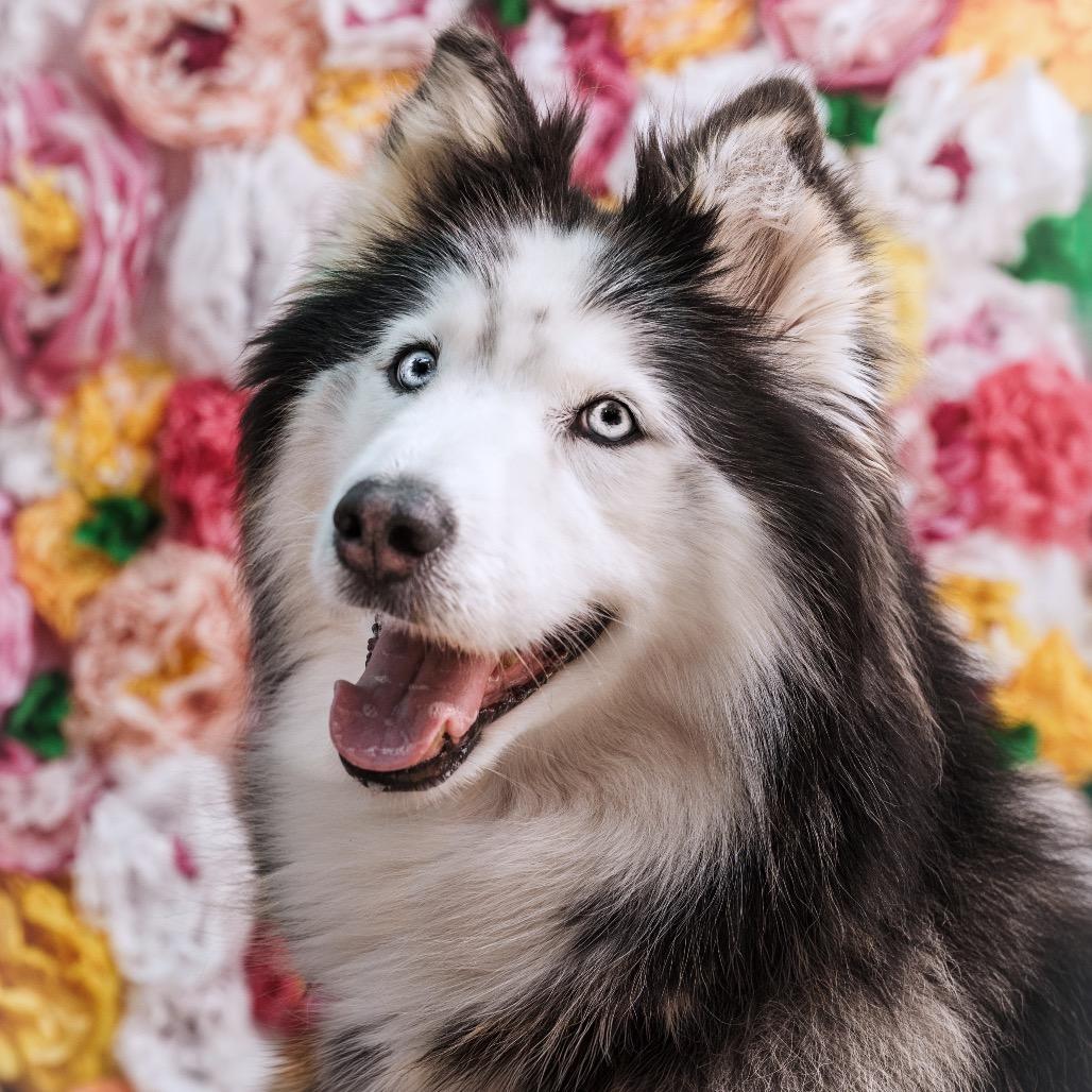 Enlarge Camilla, a Adoptable mixed breed in San Francisco, CA image 3/6