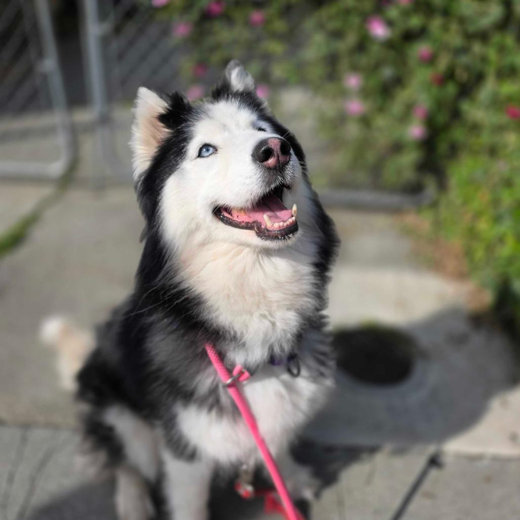 Enlarge Camilla, a Adoptable mixed breed in San Francisco, CA image 4/6