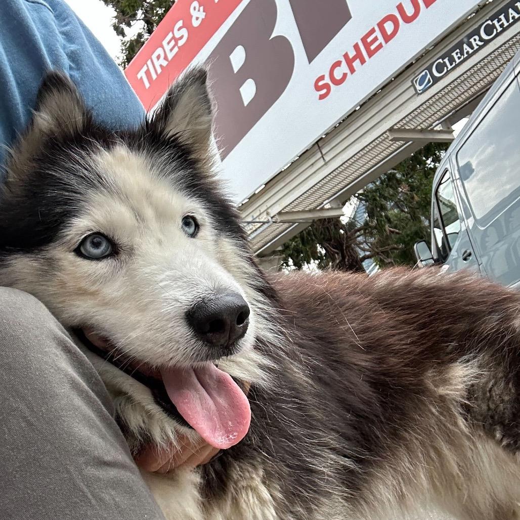 Enlarge Camilla, a Adoptable mixed breed in San Francisco, CA image 5/6