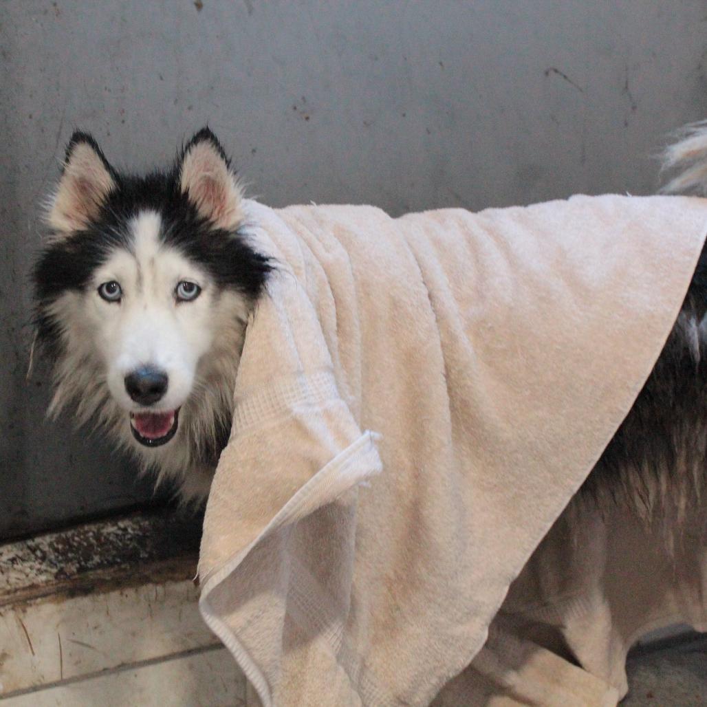 Enlarge Camilla, a Adoptable mixed breed in San Francisco, CA image 6/6