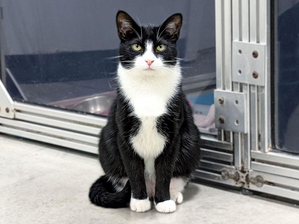 Zaydan, Adoptable, Young Male Domestic Short Hair.