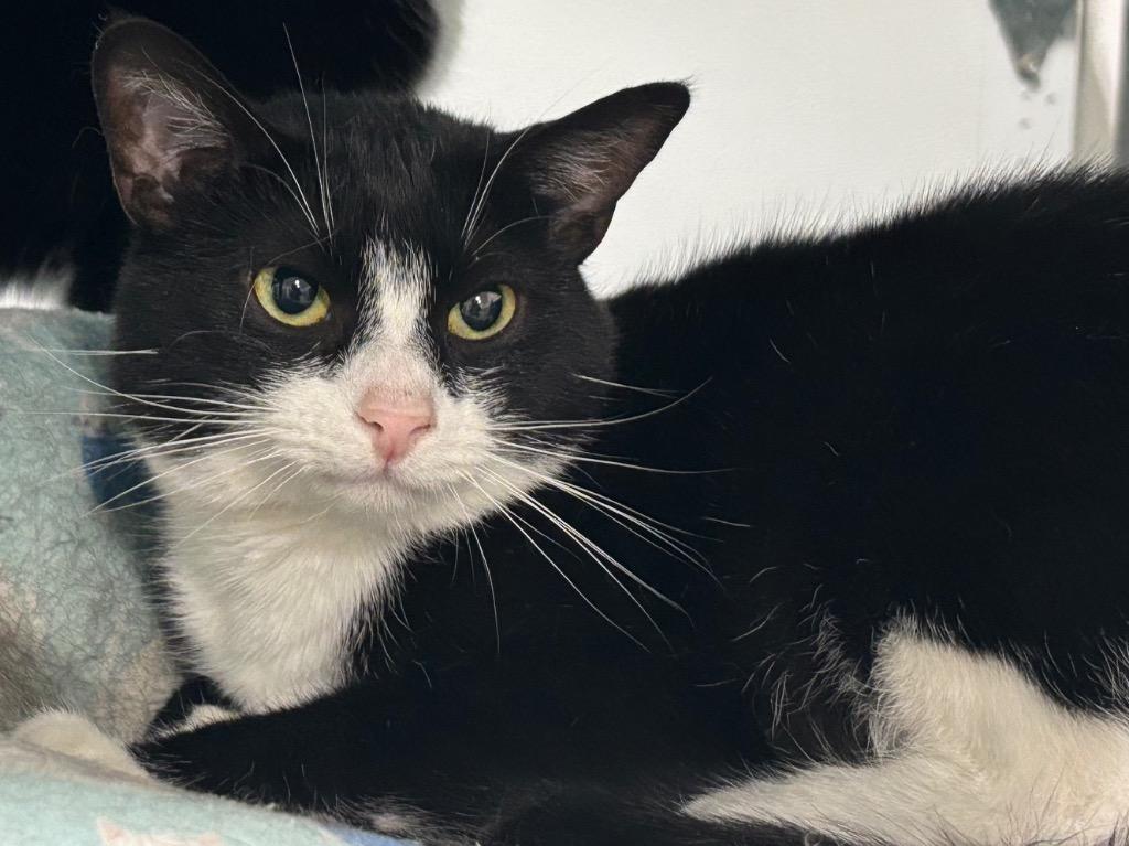 Zaydan, Adoptable, Young Male Domestic Short Hair.