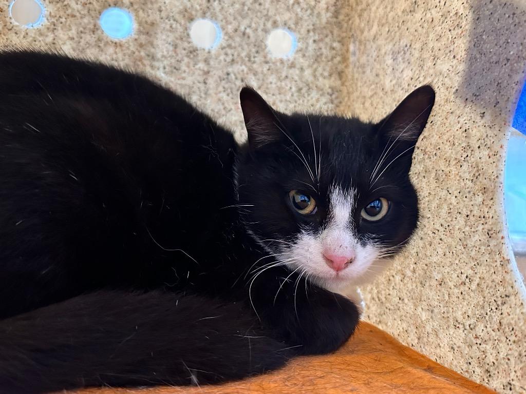 Enlarge Zaydan, a Adoptable mixed breed in Powell, OH image 2/2