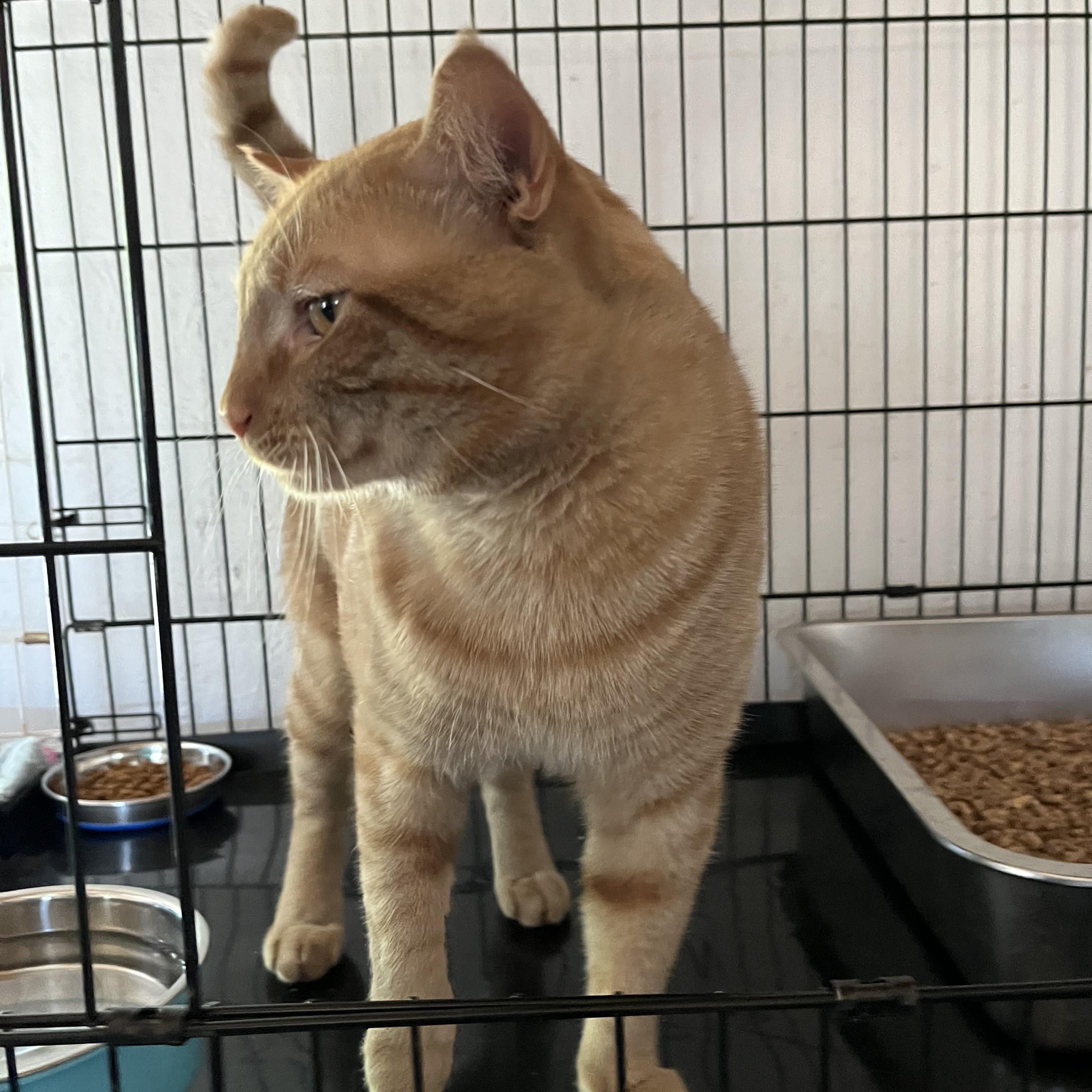 Enlarge Whisk, an adopted Domestic Short Hair in Wells, ME image 3/5