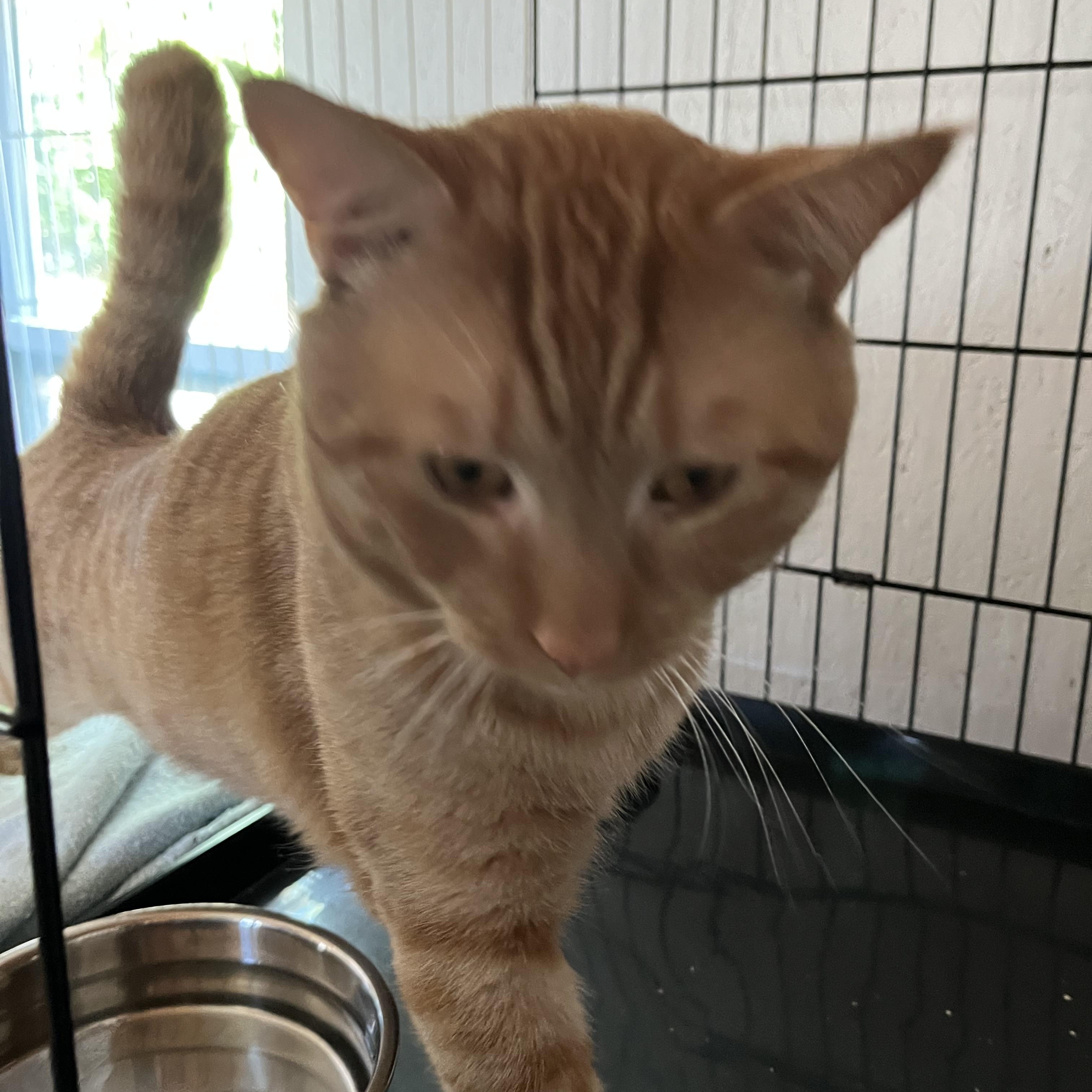 Enlarge Whisk, an adopted Domestic Short Hair in Wells, ME image 5/5