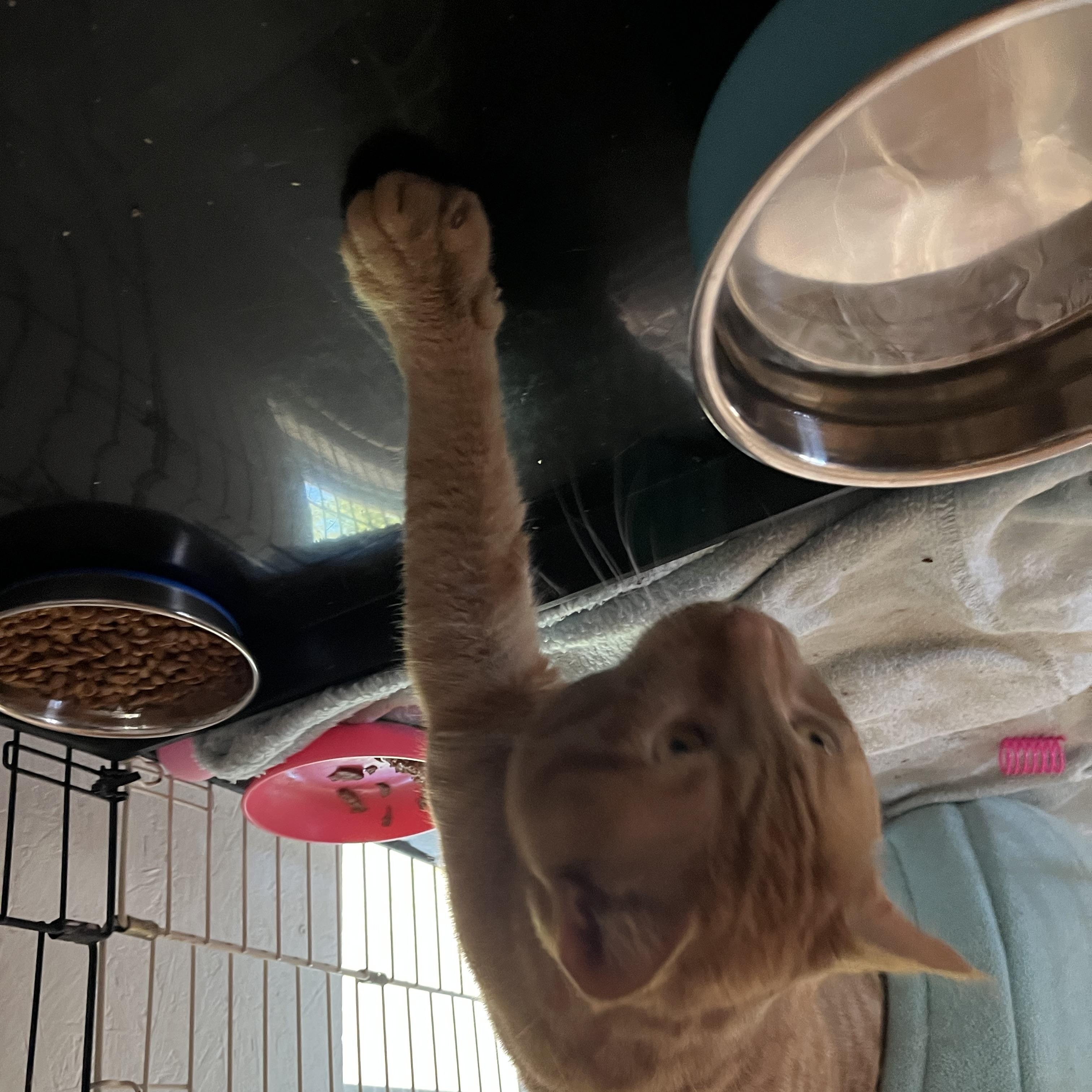 Enlarge Whisk, an adopted Domestic Short Hair in Wells, ME image 4/5