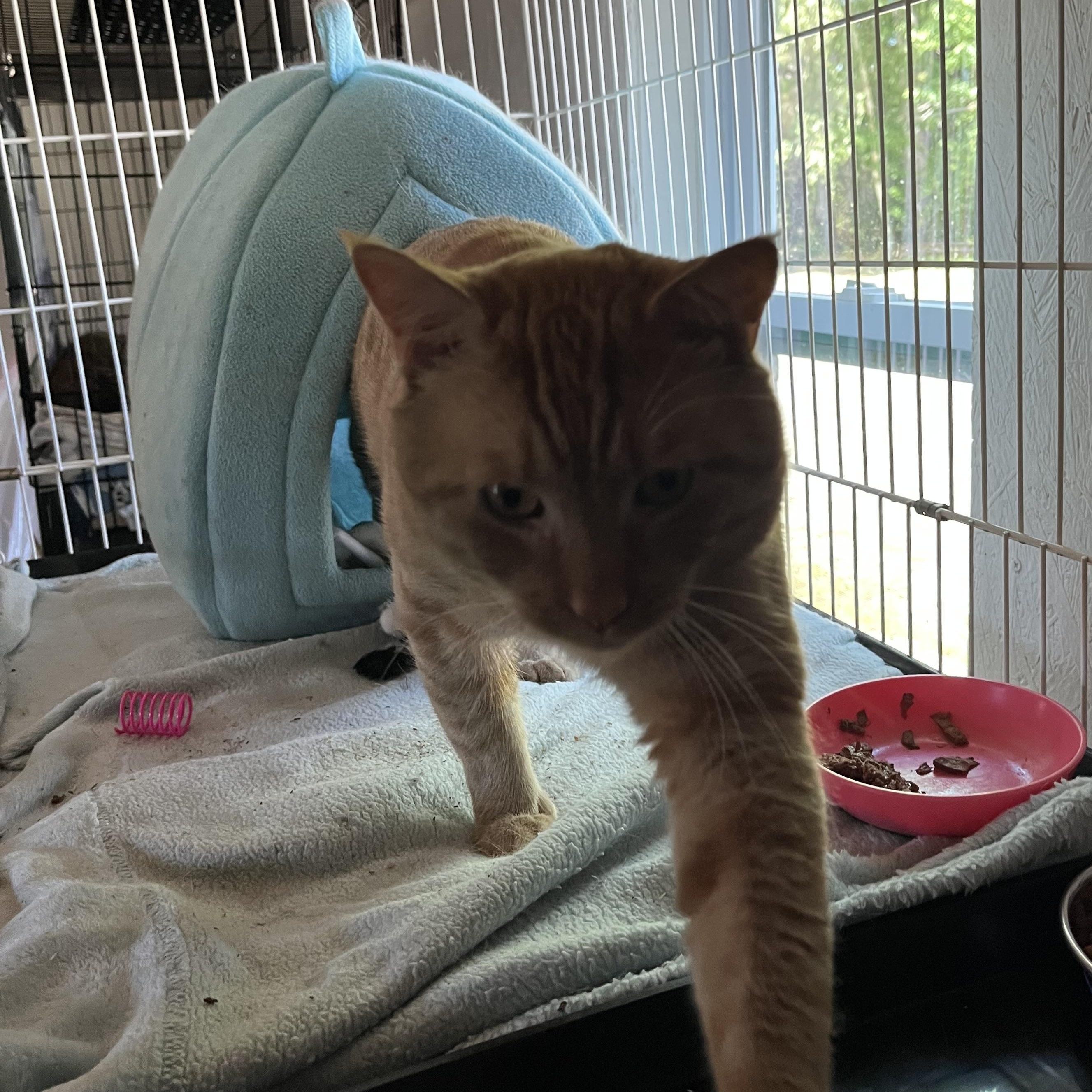 Enlarge Whisk, an adopted Domestic Short Hair in Wells, ME image 2/5