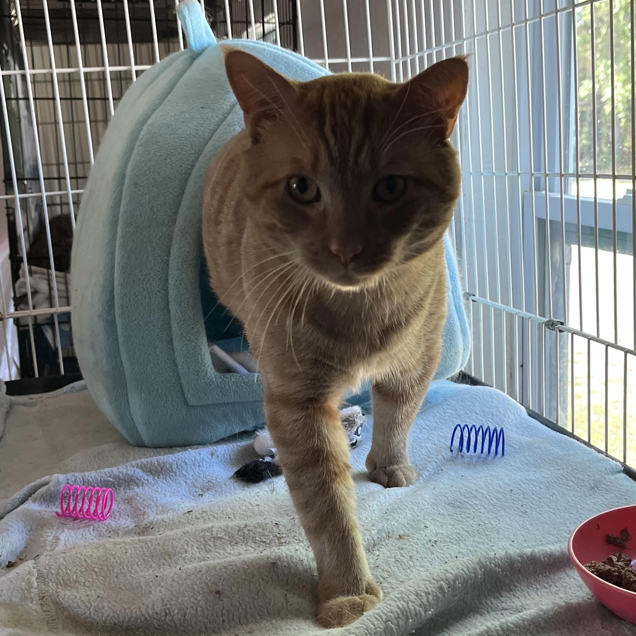 Whisk, adopted, Adult Male Domestic Short Hair.