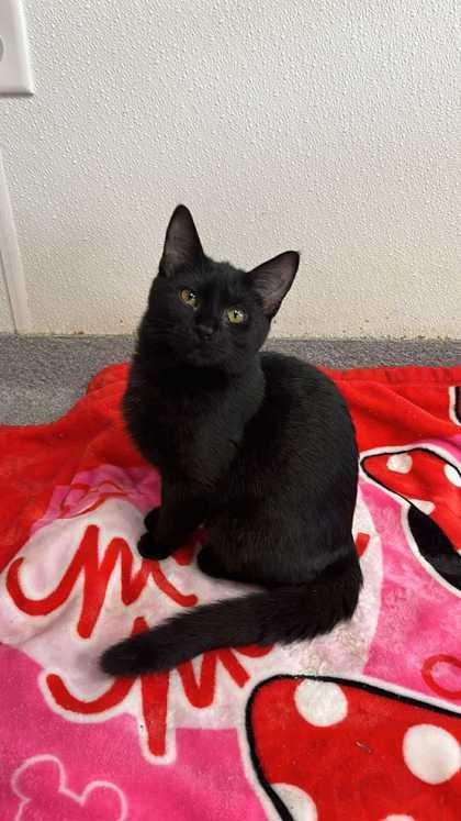 Enlarge Jasmine, a Adoptable Domestic Short Hair in Clayton, GA image 1/1
