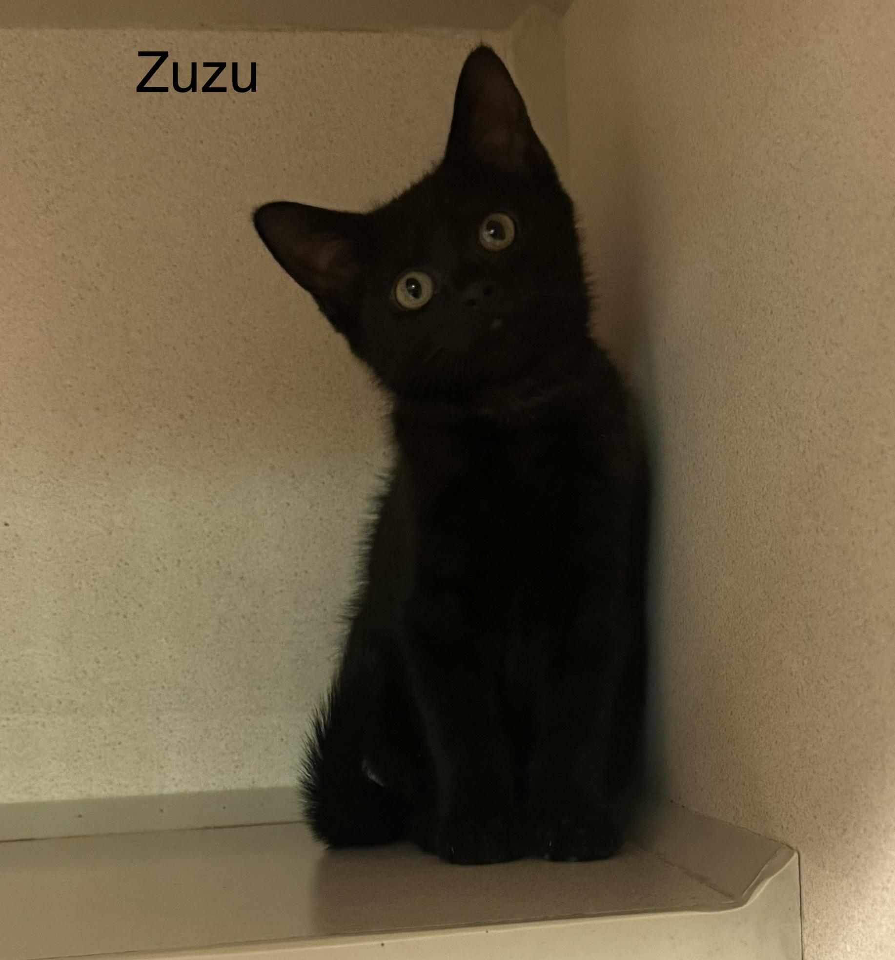 Enlarge Zuzu, a Adoptable Domestic Short Hair in Ulster, PA image 1/1