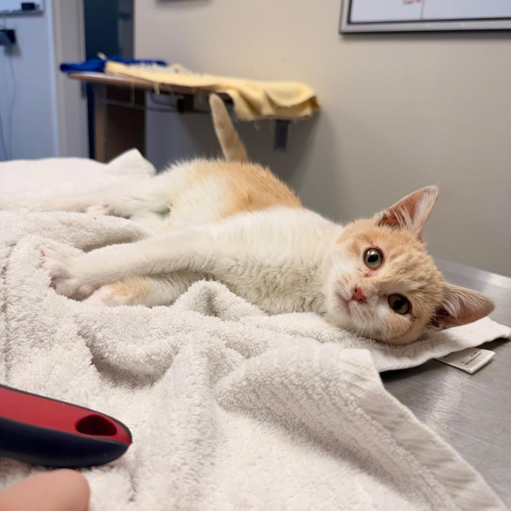 Enlarge Penny, a Adoptable Domestic Short Hair in Great Falls, MT image 1/6