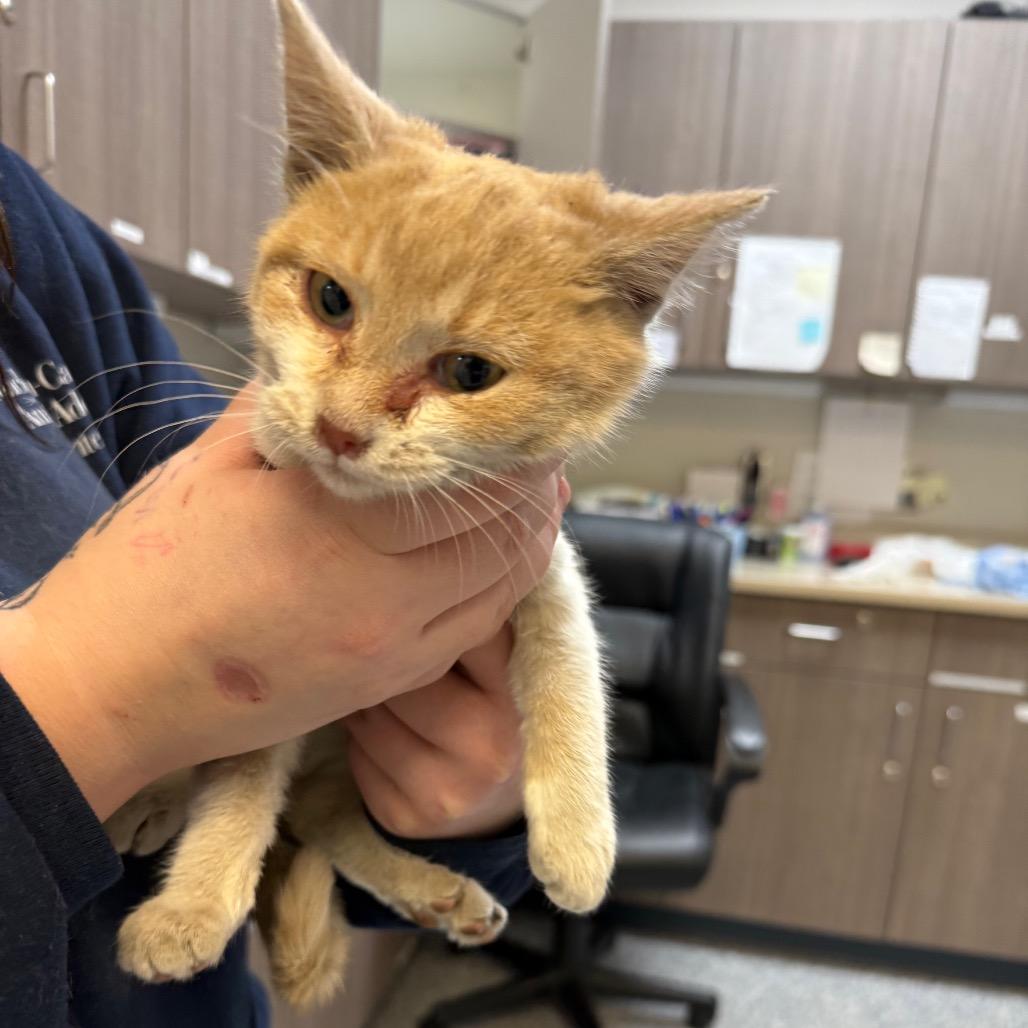 Enlarge Penny, a Adoptable Domestic Short Hair in Great Falls, MT image 2/6