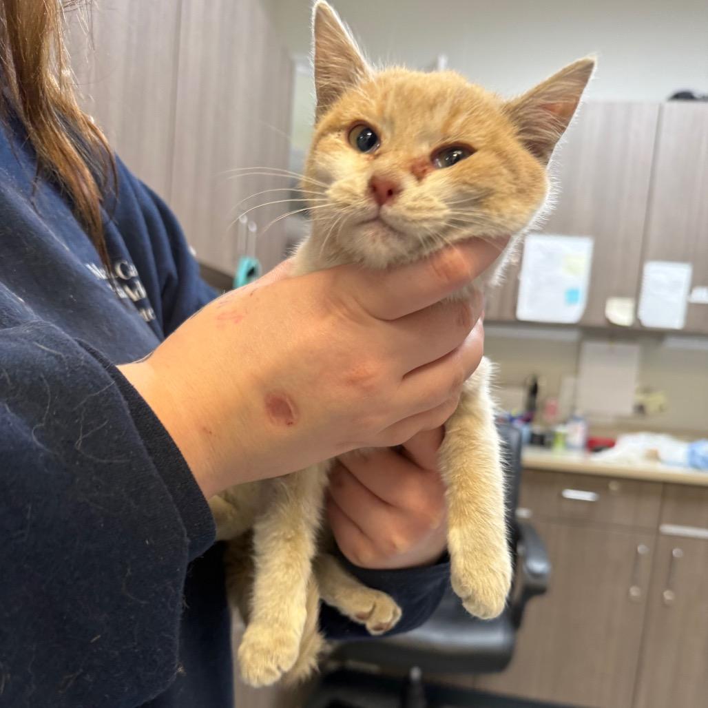 Enlarge Penny, a Adoptable Domestic Short Hair in Great Falls, MT image 3/6