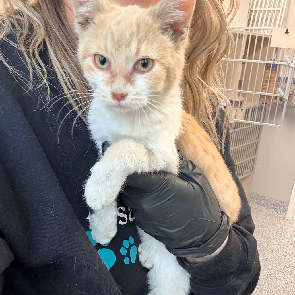 Enlarge Penny, a Adoptable Domestic Short Hair in Great Falls, MT image 4/6