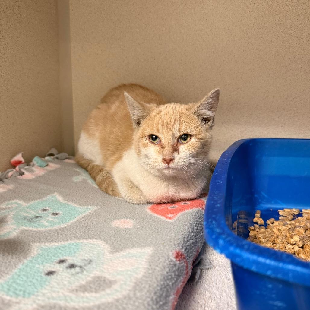 Enlarge Penny, a Adoptable Domestic Short Hair in Great Falls, MT image 5/6