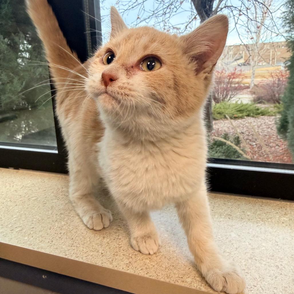 Enlarge Penny, a Adoptable Domestic Short Hair in Great Falls, MT image 6/6