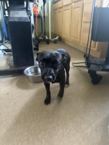 Enlarge Bippity, an adopted mixed breed in Colbert, GA image 2/3