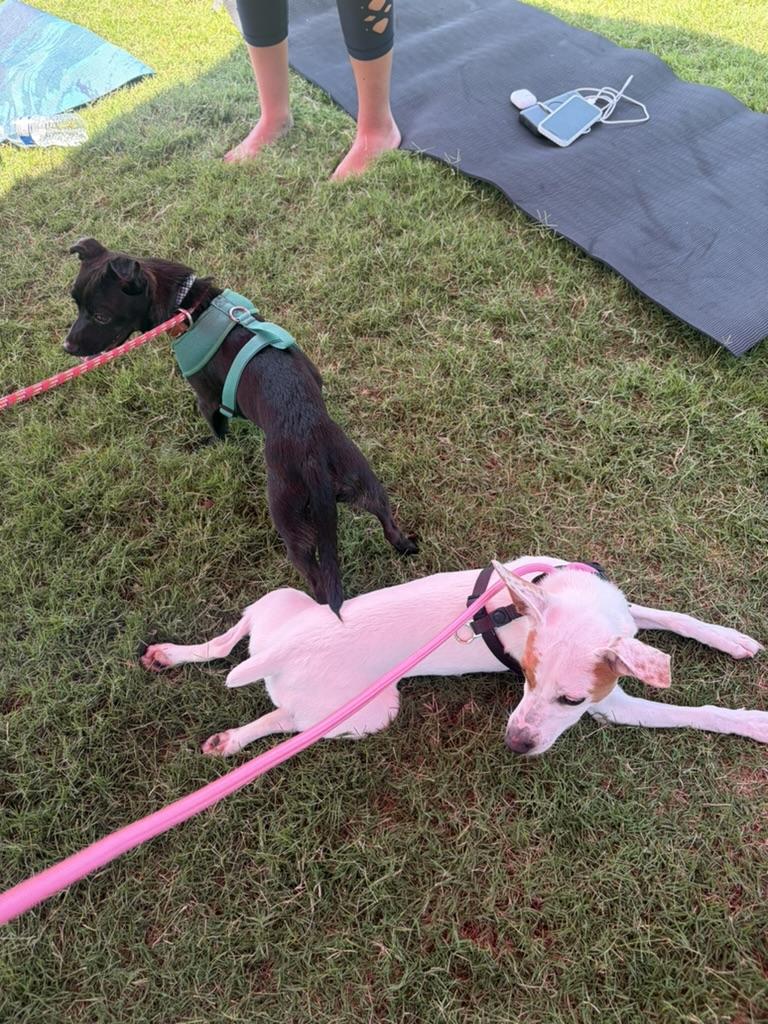 Enlarge Bippity, an adopted mixed breed in Colbert, GA image 3/3