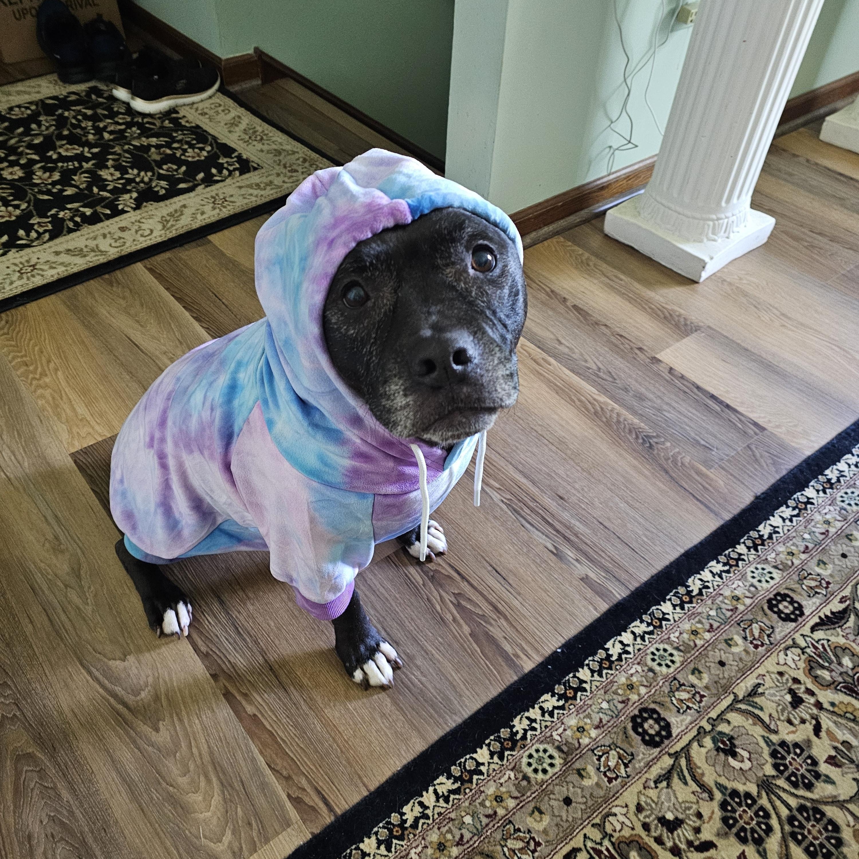 Puppy, a Adoptable mixed breed in Crete, IL image 4/6