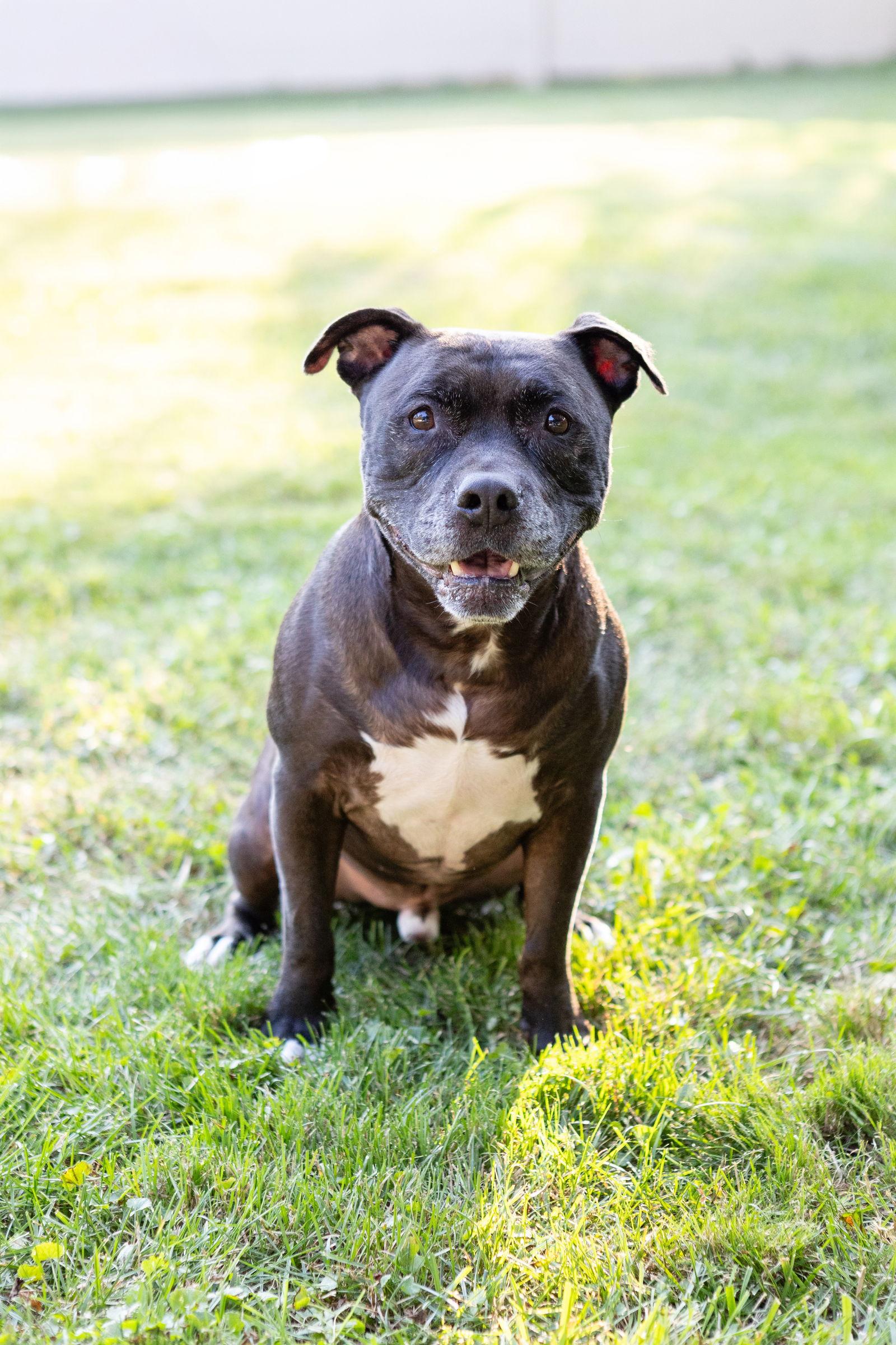 Enlarge Puppy, a Adoptable Staffordshire Bull Terrier in Crete, IL image 1/3