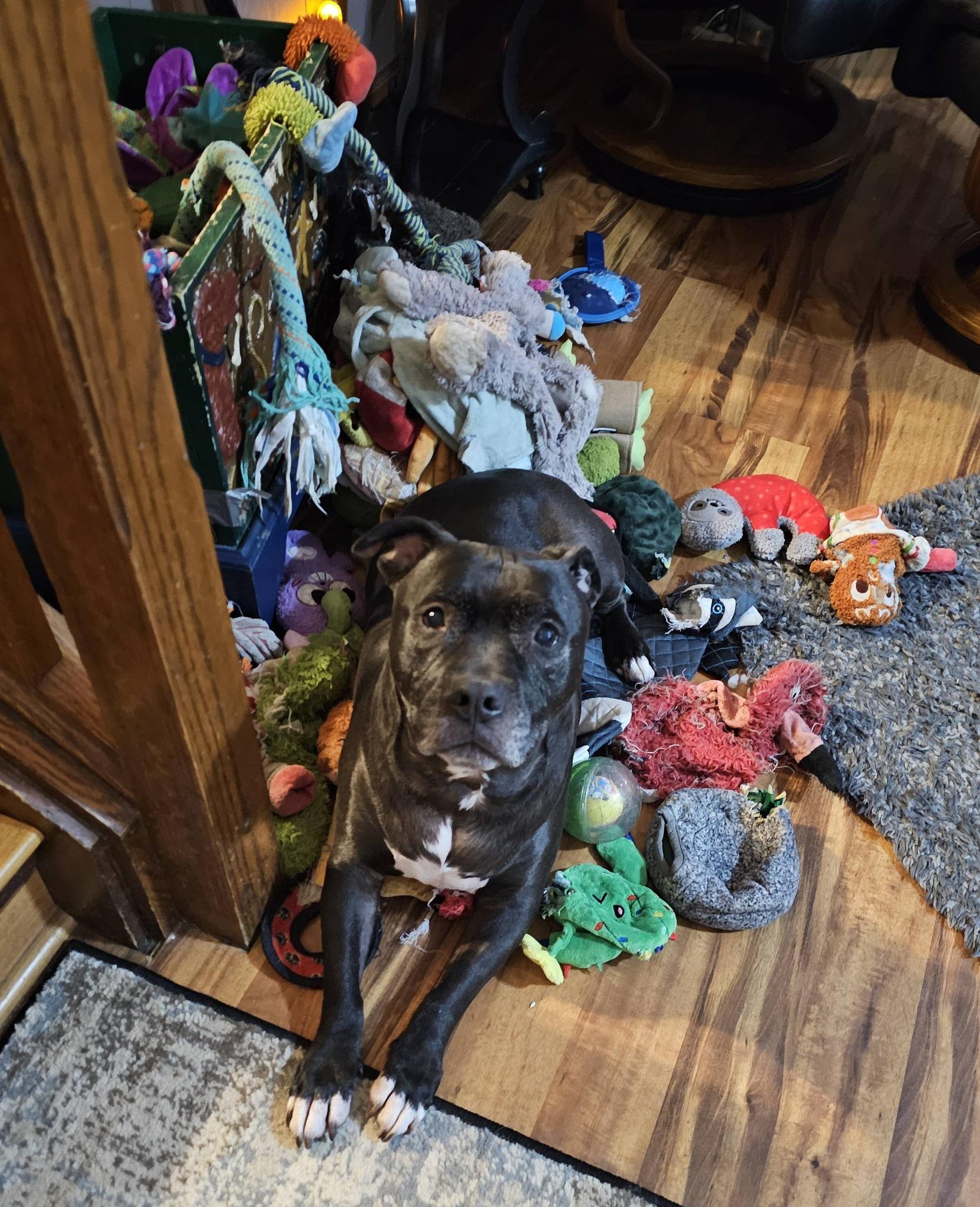 Puppy, a Adoptable mixed breed in Crete, IL image 3/6