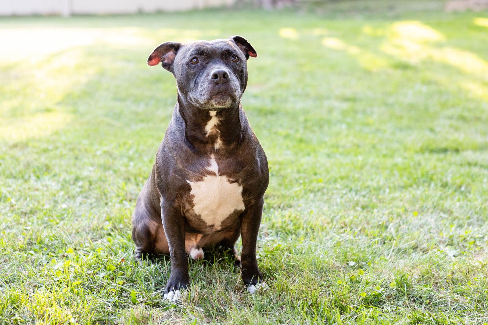 Enlarge Puppy, a Adoptable Staffordshire Bull Terrier in Crete, IL image 2/3
