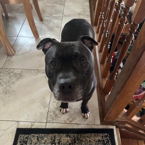 Puppy, a Adoptable mixed breed in Crete, IL image 5/6
