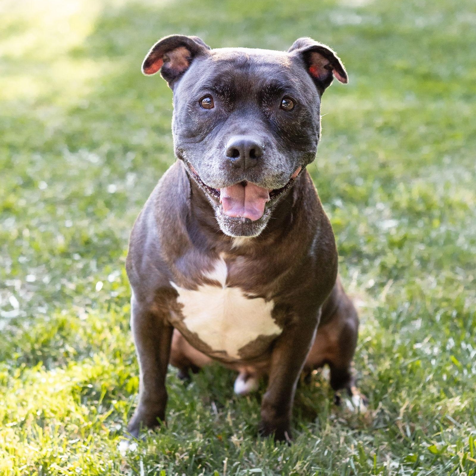 Enlarge Puppy, a Adoptable Staffordshire Bull Terrier in Crete, IL image 2/3