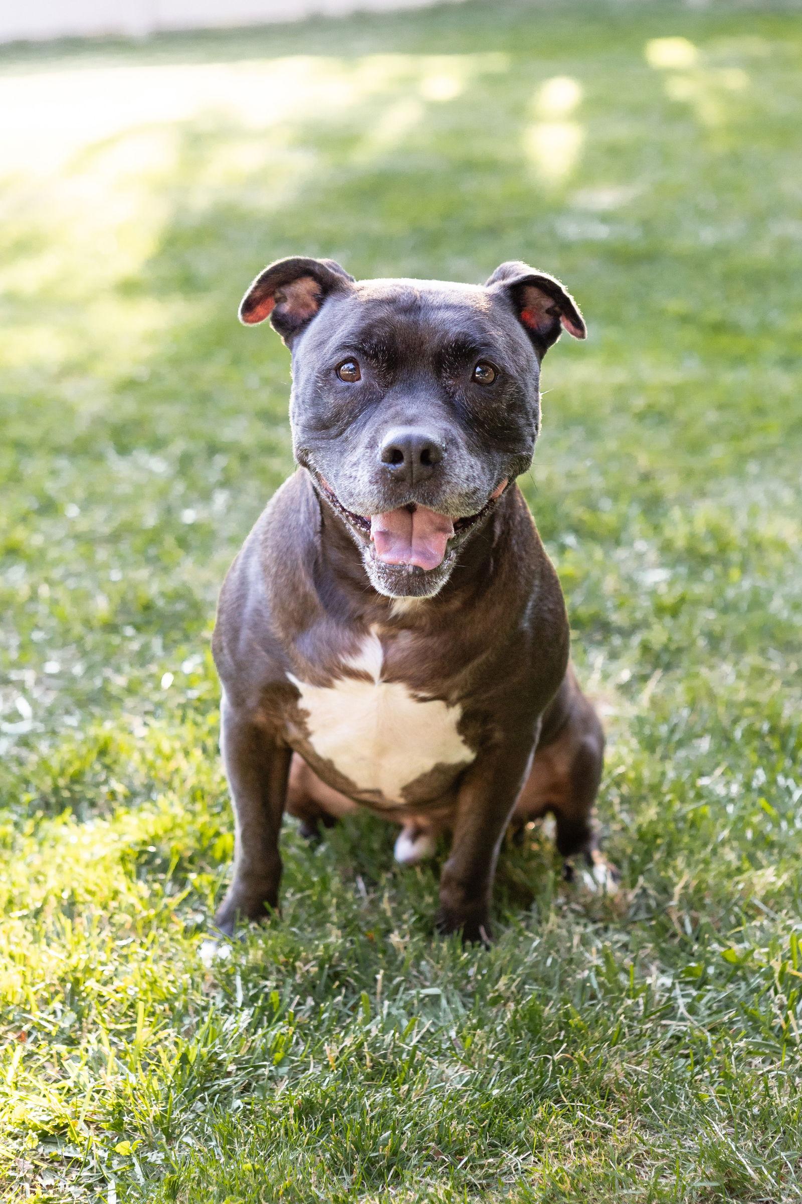 Enlarge Puppy, a Adoptable Staffordshire Bull Terrier in Crete, IL image 3/3