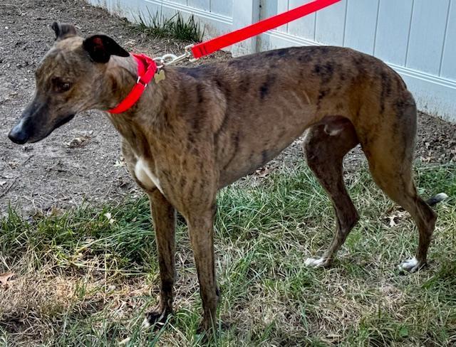 Big Boy, Adopted, Adult Male Greyhound.