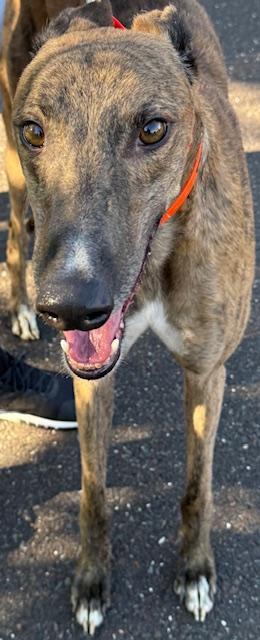 Enlarge Big Boy, a Adopted Greyhound in New Hope, PA image 4/5