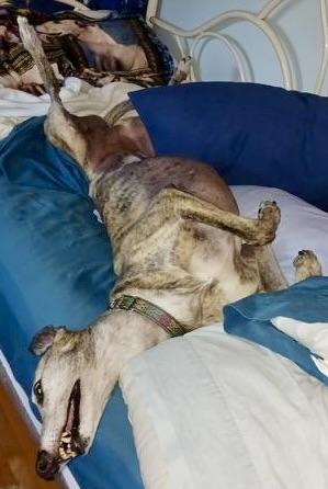 Enlarge Big Boy, a Adopted Greyhound in New Hope, PA image 5/5