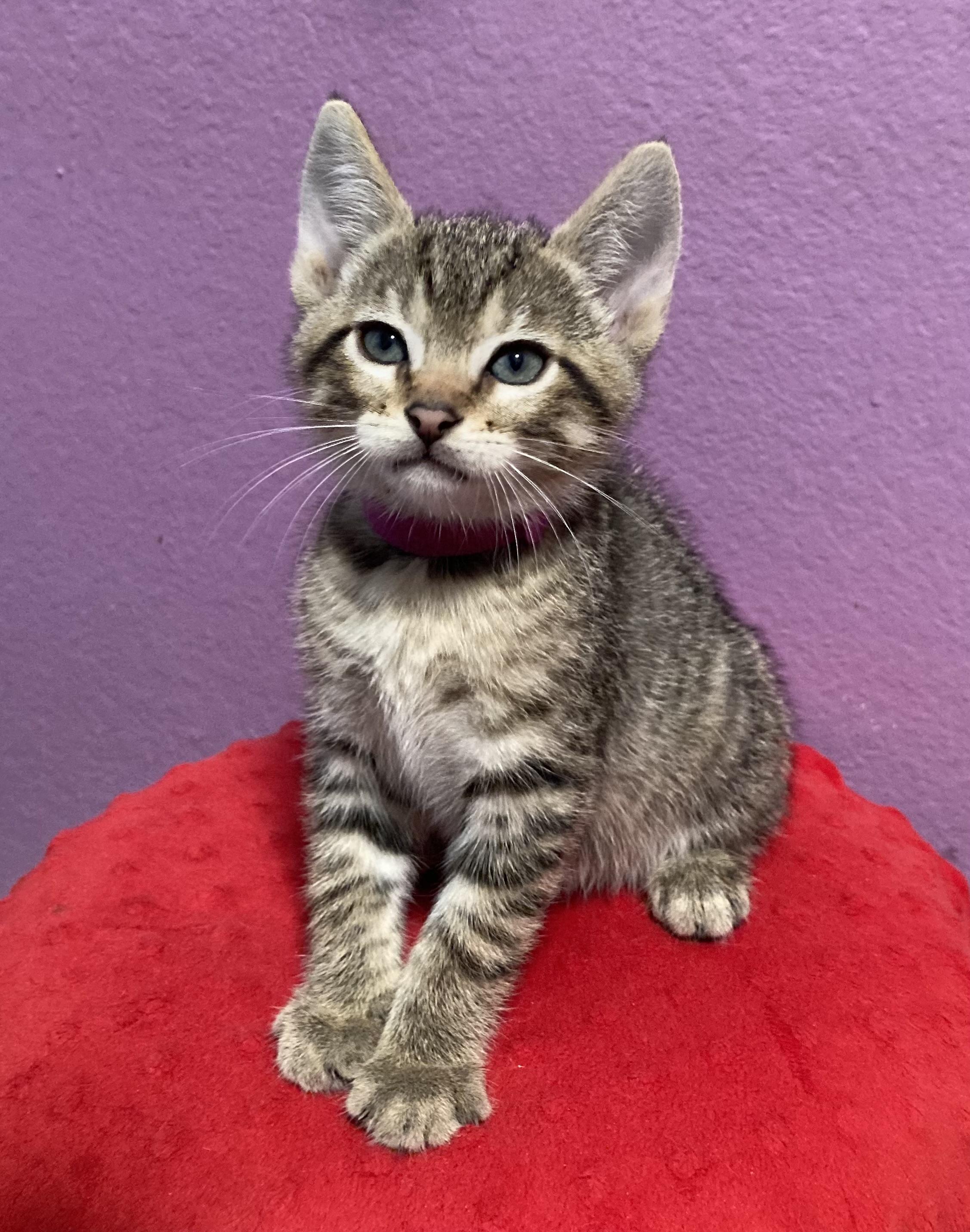 Prancer, Adopted, Young Female Domestic Short Hair.