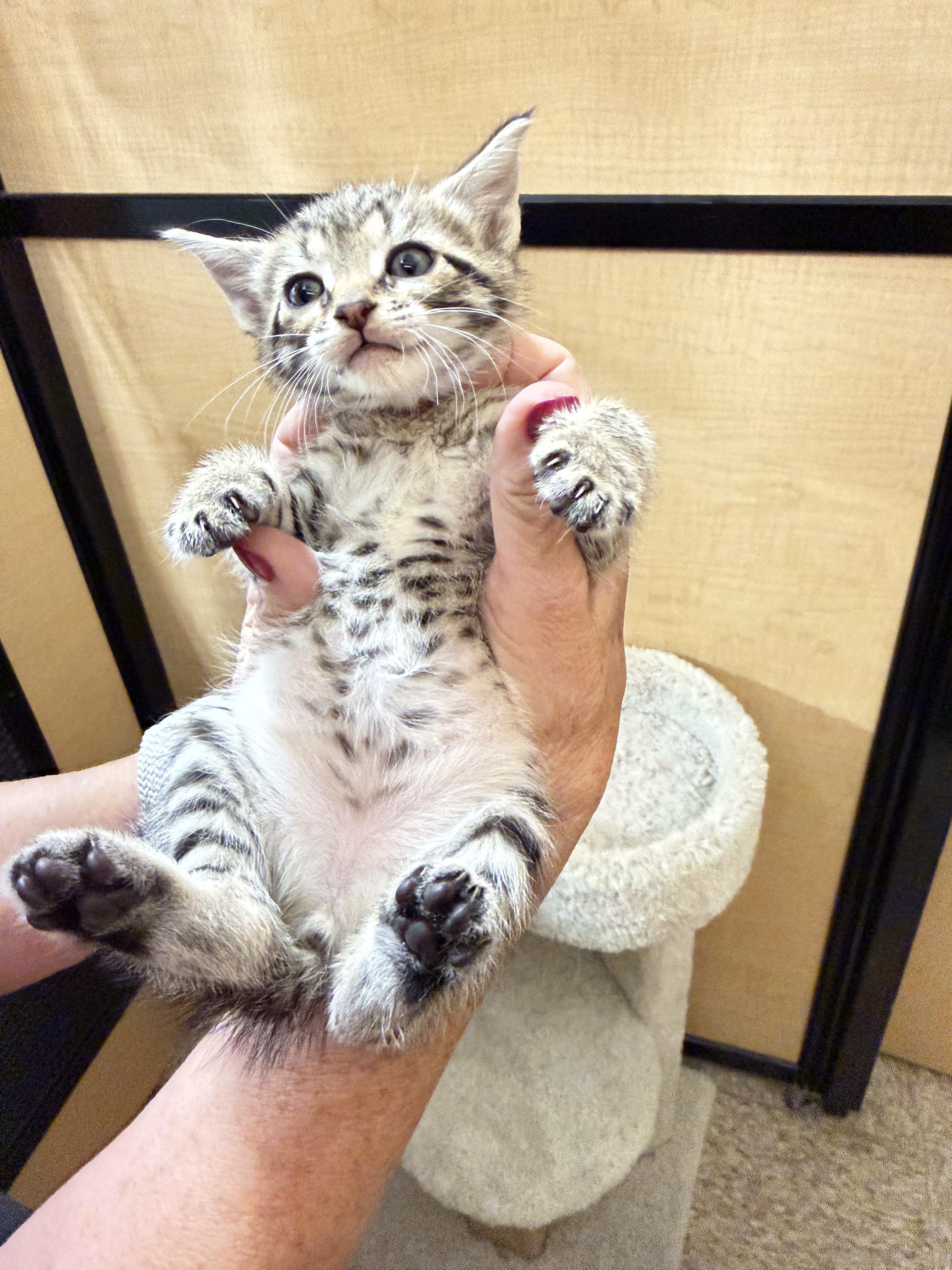 Enlarge Prancer, a Adopted mixed breed in Dixon, CA image 2/2