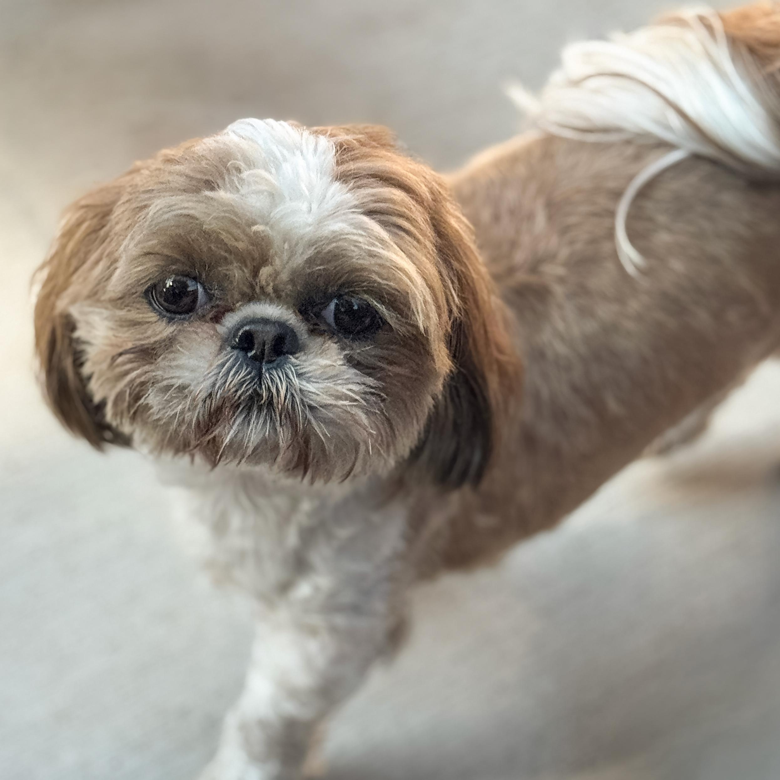 Enlarge Mandy, an adopted Shih Tzu in Sequim, WA image 1/2