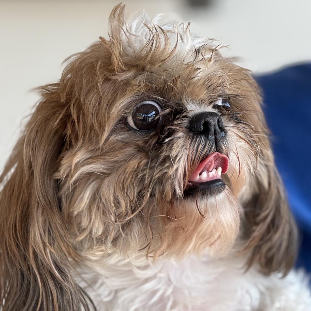 Enlarge Mandy, an adopted Shih Tzu in Sequim, WA image 2/2