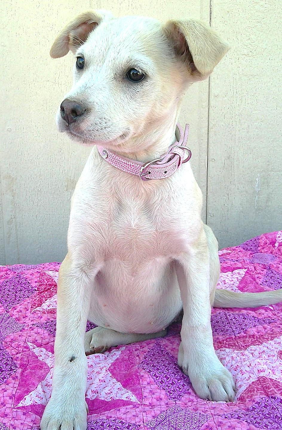 Emily, ADOPTABLE, Puppy Female Boston Terrier.